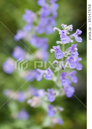 キャットミントの花序のアップ 36547658