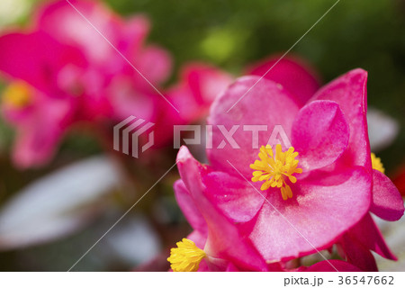 ピンクのベゴニアの花のアップ 36547662