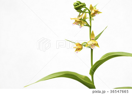 白背景のカキランの花 36547665