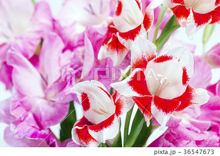ピンクと赤白のグラジオラスの花の写真素材