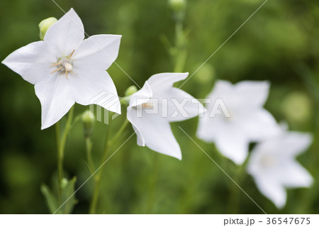 緑バックの白いキキョウの花 36547675