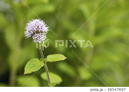 緑を背景にウォーターミントの花 36547697