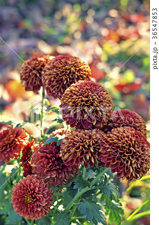 晩秋の庭に咲くポンポン咲きのキク 36547853
