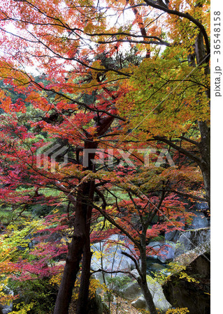 日陰の紅葉 36548158