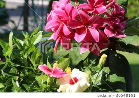 ピンクのプルメリアとハイビスカス 36548161