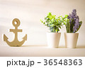 vintage wooden anchor with purple lavender 36548363