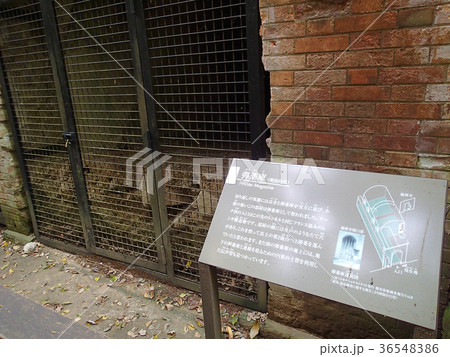 神奈川県横須賀市　猿島 36548386