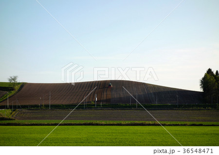美瑛　畑風景 36548471