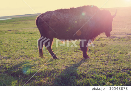 Buffalo 36548878