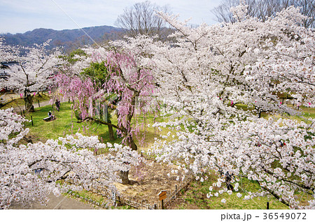 小諸懐古園の満開の桜_4 小諸懐古園の満開の桜_4 36549072