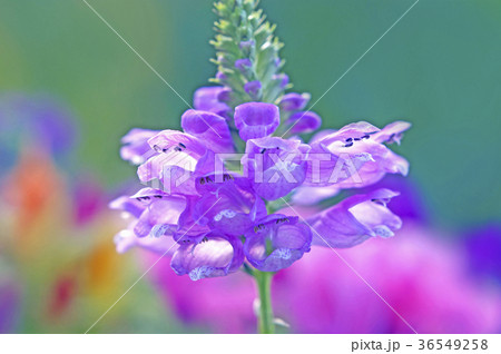 カラフルな庭のハナトラノオ 36549258