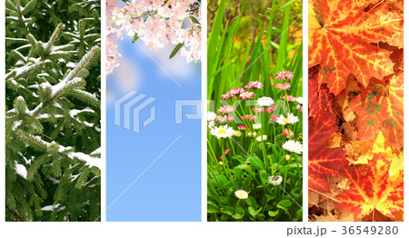 Four seasons of year Four seasons of year 36549280