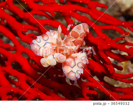 フリソデエビ 36549332