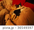 仲良しな子猫 36549397