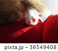 子猫の足 36549408