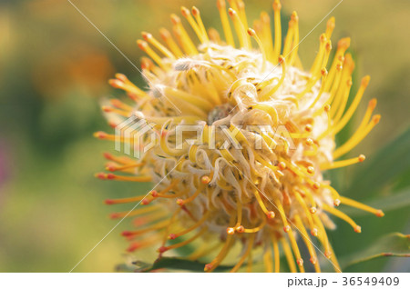 あったかいピンクッション あったかいピンクッション 36549409