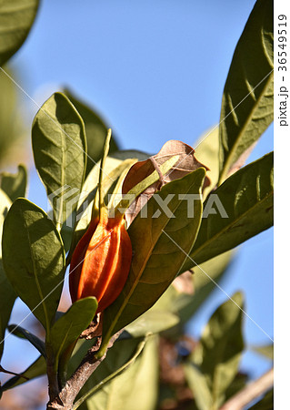 クチナシの実（12月） 36549519