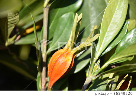 クチナシの実（12月） 36549520