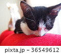 子猫の寝落ち 36549612