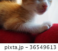 猫の鼻と口 36549613