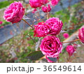ピンクの薔薇 36549614