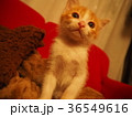 何かを見る仔猫 36549616