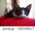 見つめる子猫 36549617