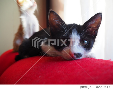 見つめる子猫 36549617