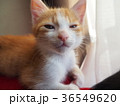 眠そうな仔猫 36549620