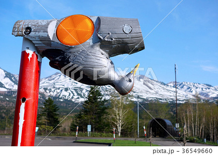 クマゲラの模型がついた視線誘導標識 36549660