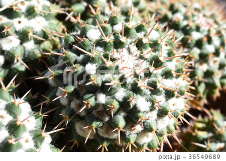 サボテンのトゲ 36549689