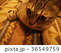 猫 36549759