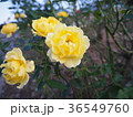 黄色い薔薇 36549760