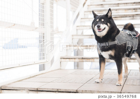 ハーネスをつけた黒柴犬 ハーネスをつけた黒柴犬 36549768