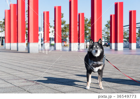 お散歩中の黒柴犬 お散歩中の黒柴犬 36549773