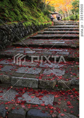 京都 紅葉 晩秋 京都 紅葉 晩秋 36549900