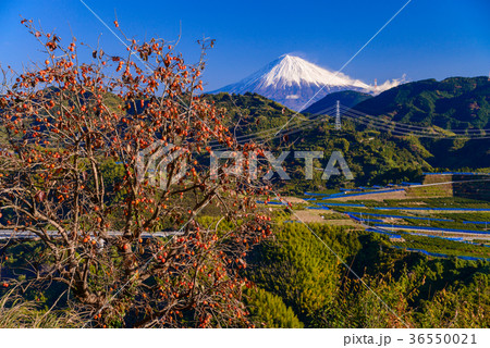 静岡の山間部から眺める、富士山 静岡の山間部から眺める、富士山 36550021