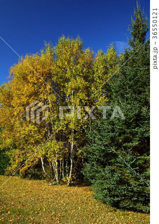 晩秋のプリンスエドワード島 36550121