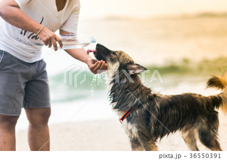 Dog are drinking water on the beach Thailand. 36550391
