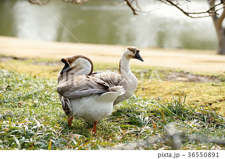 シナガチョウ 36550891