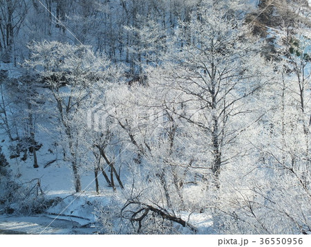 凍てつく木々達 凍てつく木々達 36550956
