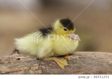 Little ducklings 36551255
