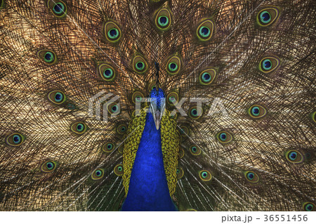 Beautiful peacock Beautiful peacock 36551456