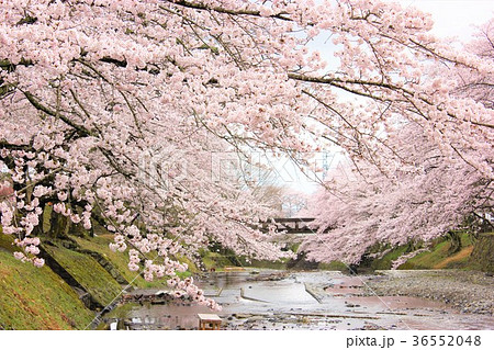 七谷川 和らぎの道の桜 七谷川 和らぎの道の桜 36552048
