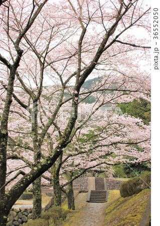 七谷川 和らぎの道の桜 七谷川 和らぎの道の桜 36552050