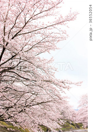 七谷川 和らぎの道の桜の写真素材