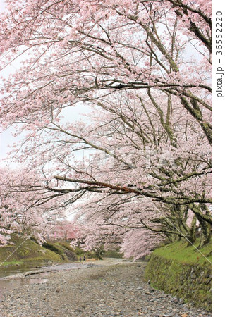 七谷川 和らぎの道の桜の写真素材