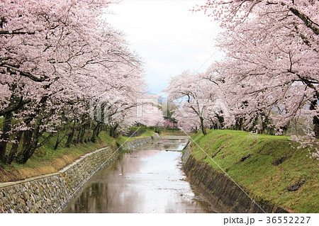 七谷川　和らぎの道の桜 36552227
