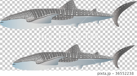 ジンベエザメ 36552238