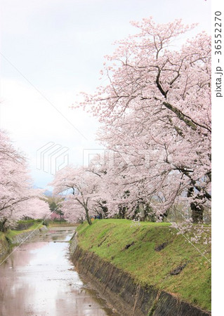 七谷川 和らぎの道の桜 七谷川 和らぎの道の桜 36552270